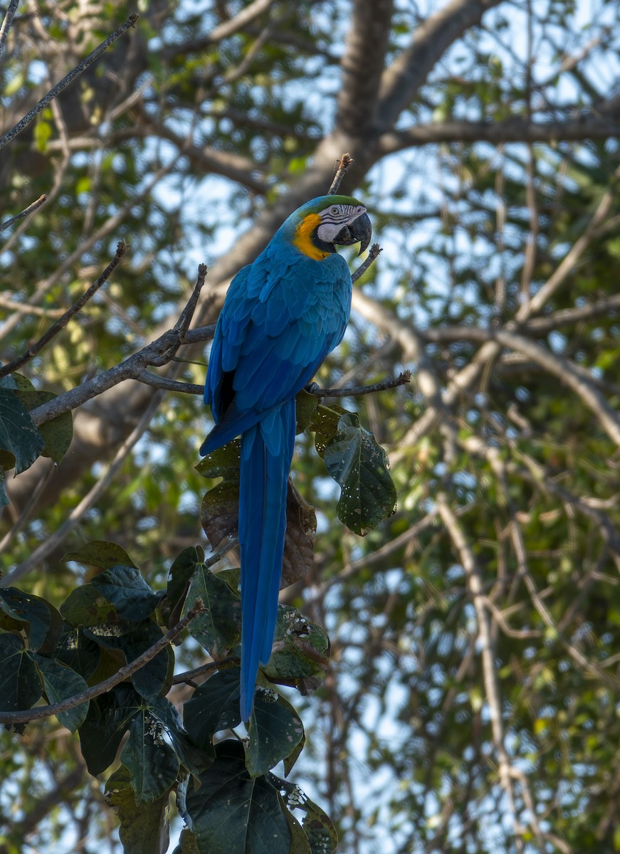 ルリコンゴウインコ - ML644230460