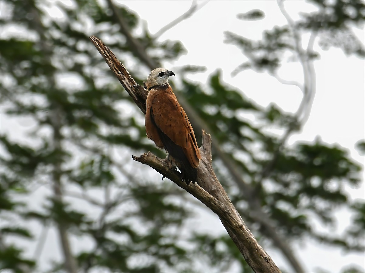 Black-collared Hawk - ML644230461