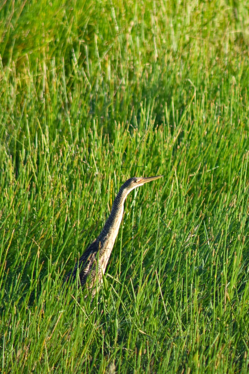 Pinnated Bittern - ML644230468