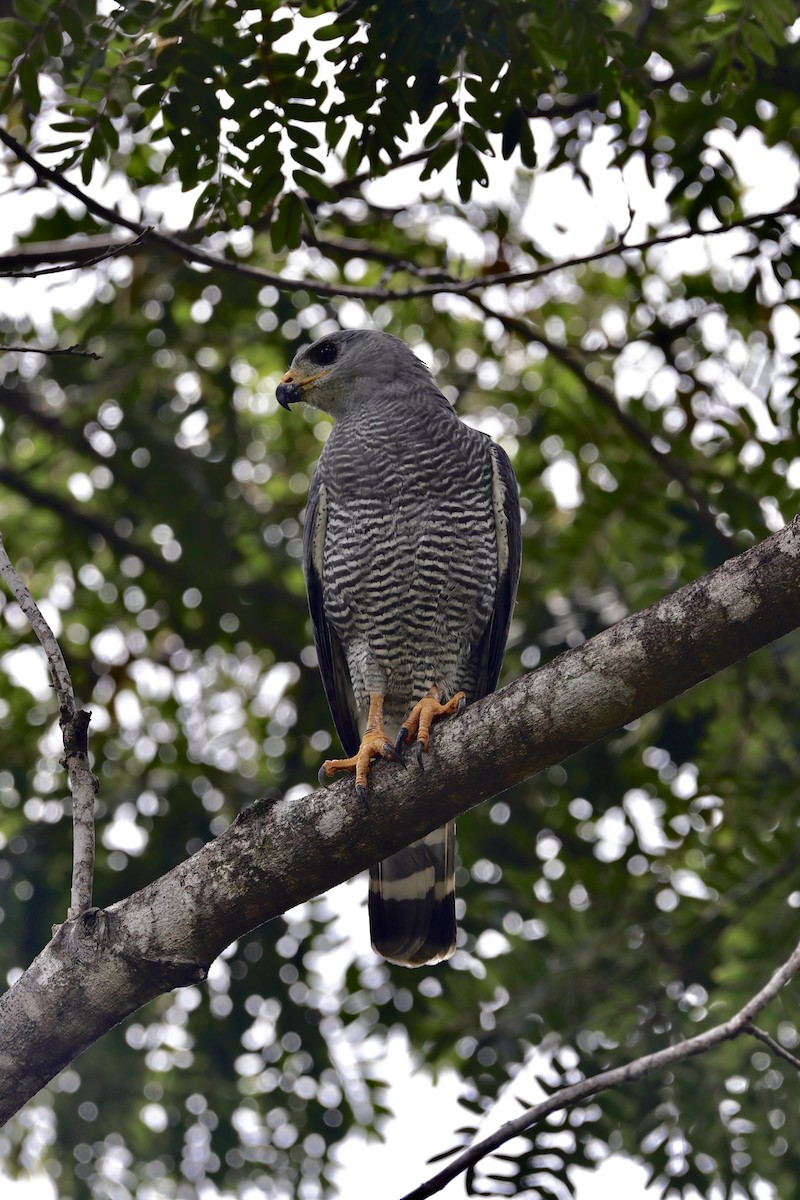 Канюк мексиканський - ML644230469