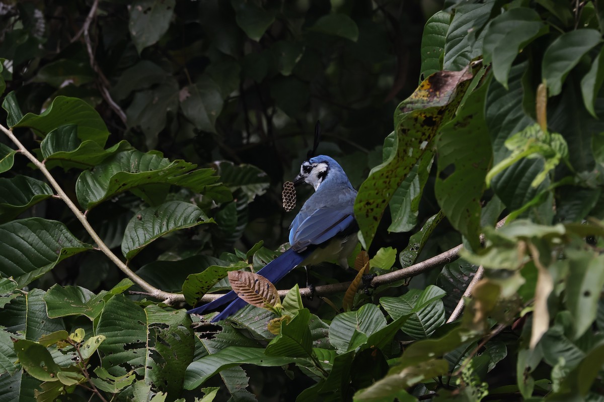 White-throated Magpie-Jay - ML644230473