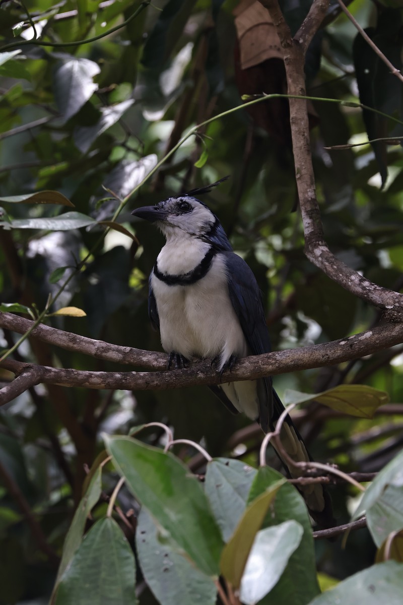 White-throated Magpie-Jay - ML644230474