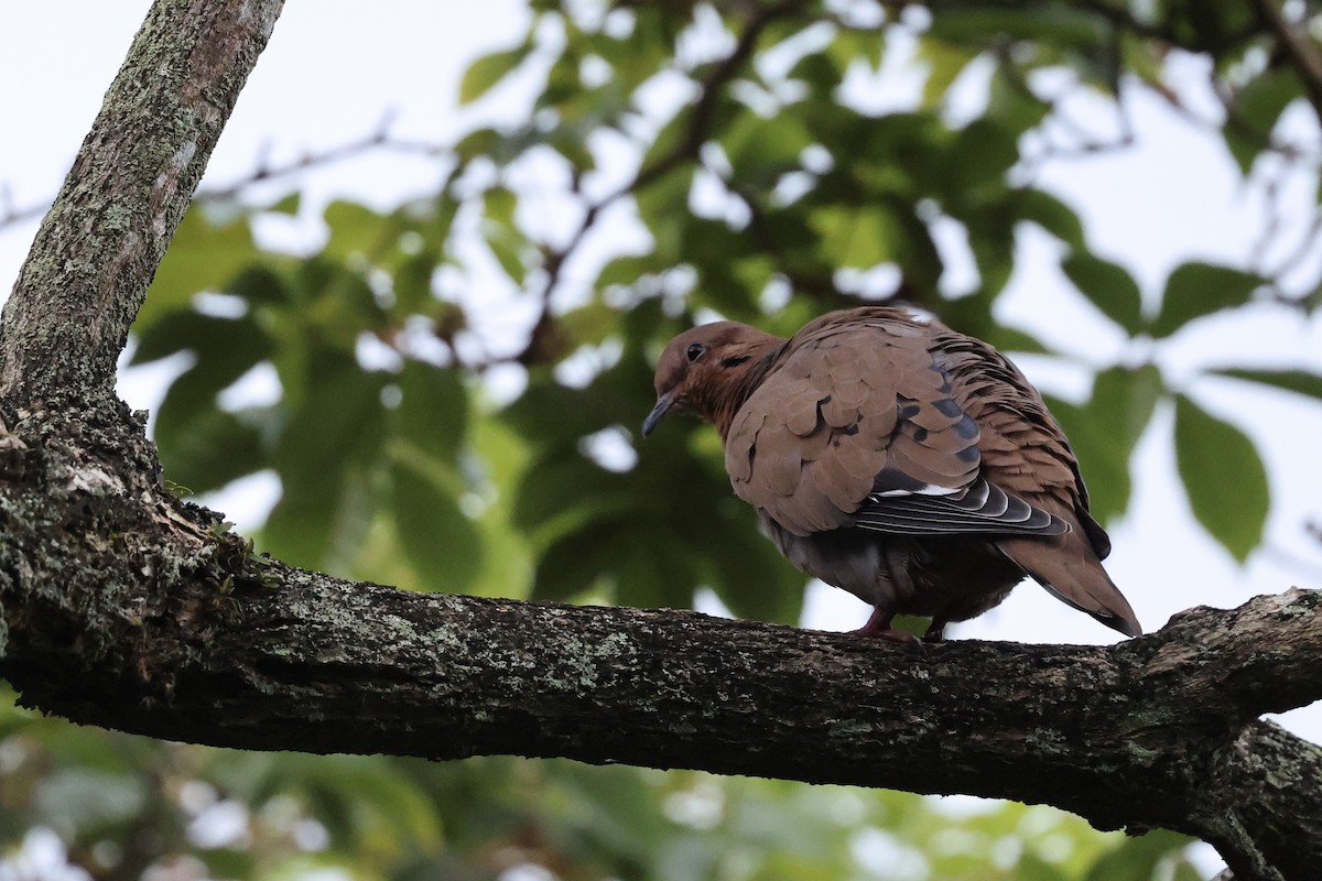 Zenaida Dove - ML644230476