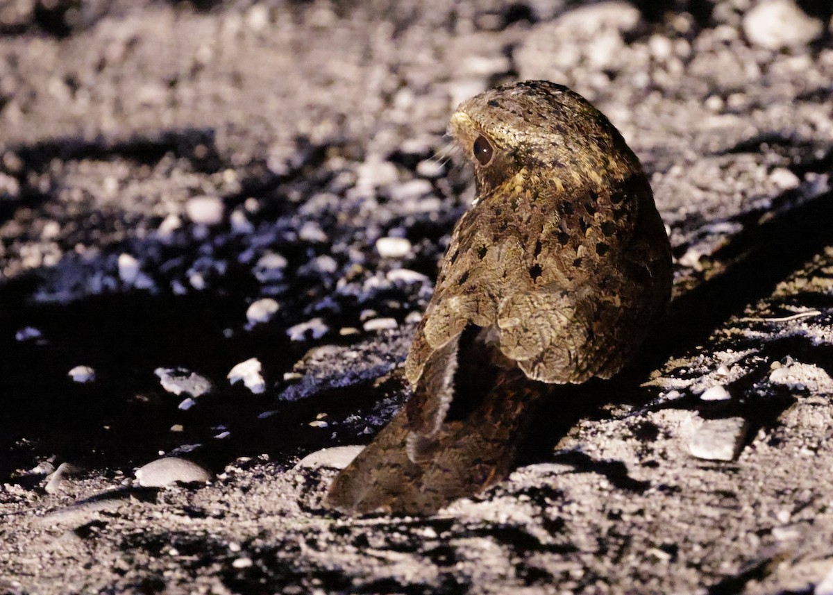 Rufous Nightjar - ML644230477