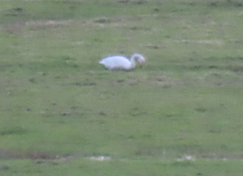 Whooper Swan - ML644230482