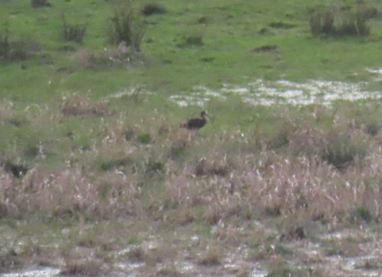 Glossy Ibis - ML644230483