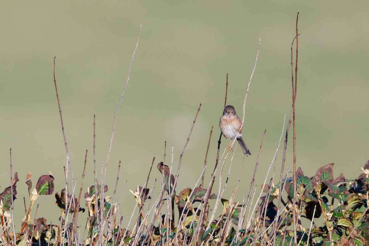 Magnanina comune - ML644230484