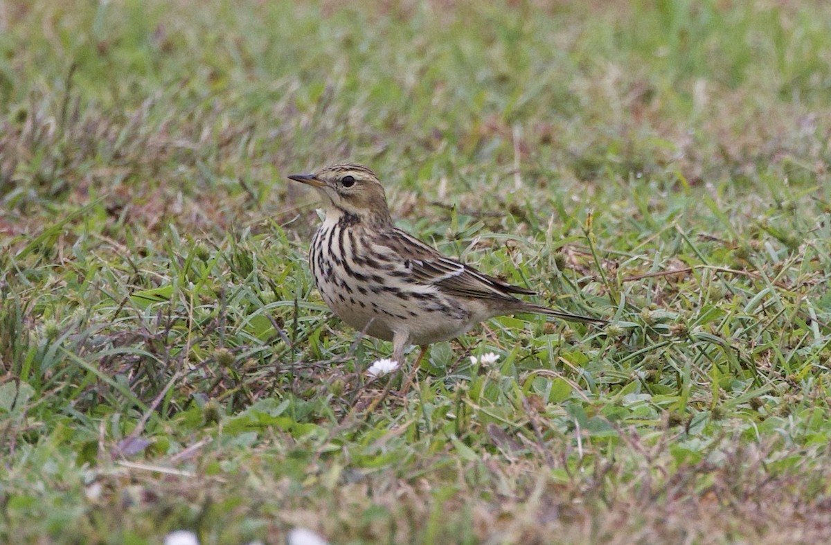 Red-throated Pipit - ML644230523
