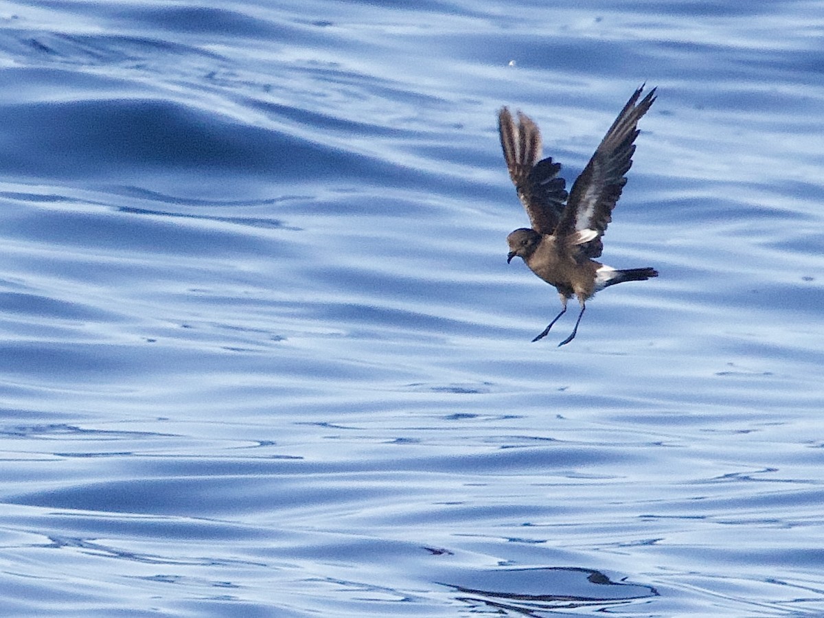 Océanite tempête - ML644230550