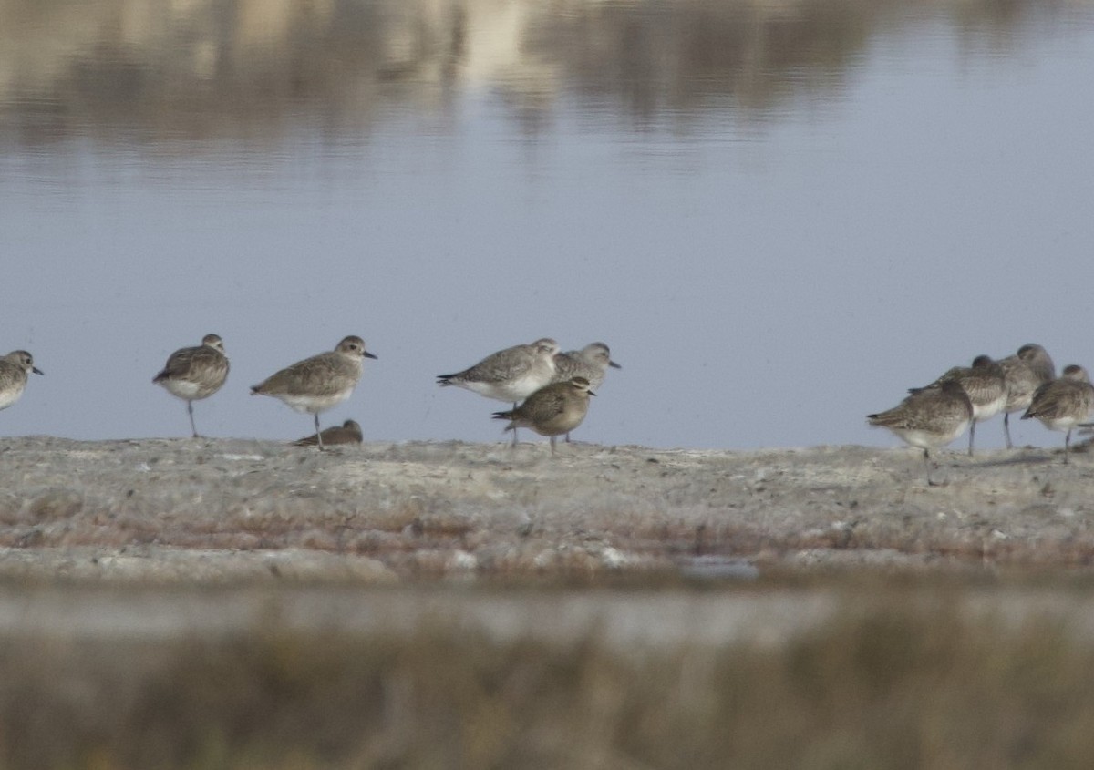 American Golden-Plover - ML644230553
