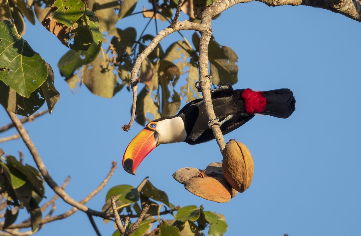 オニオオハシ - ML644230563