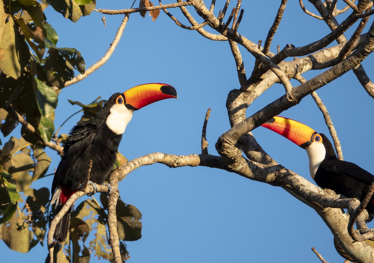 オニオオハシ - ML644230564