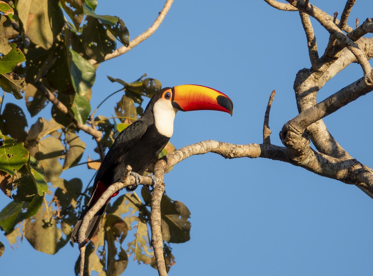 オニオオハシ - ML644230565