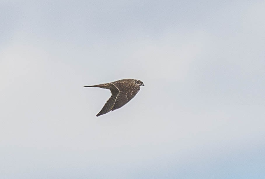 Faucon des prairies - ML644230570