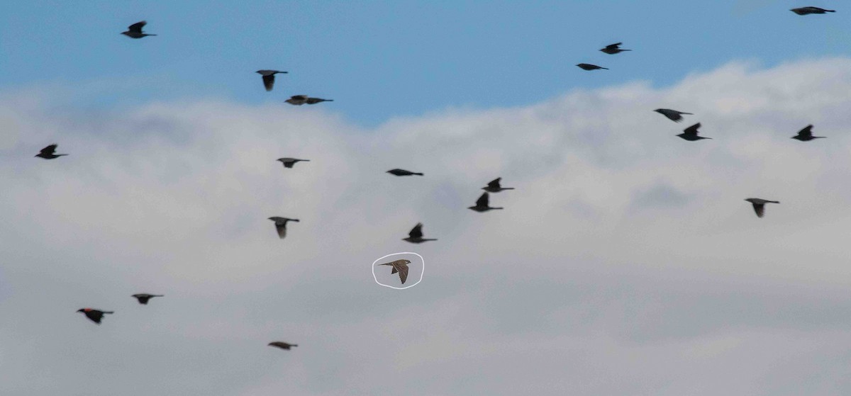 Faucon des prairies - ML644230572