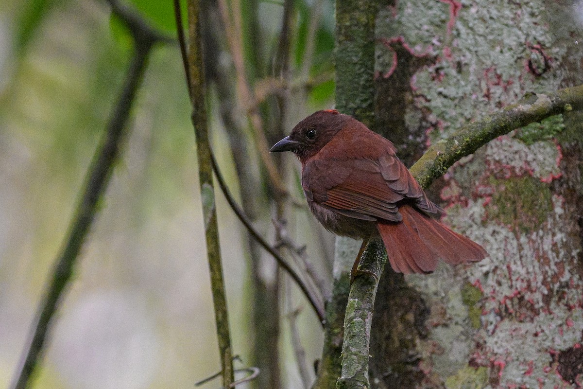 Red-crowned Ant-Tanager - ML644230589