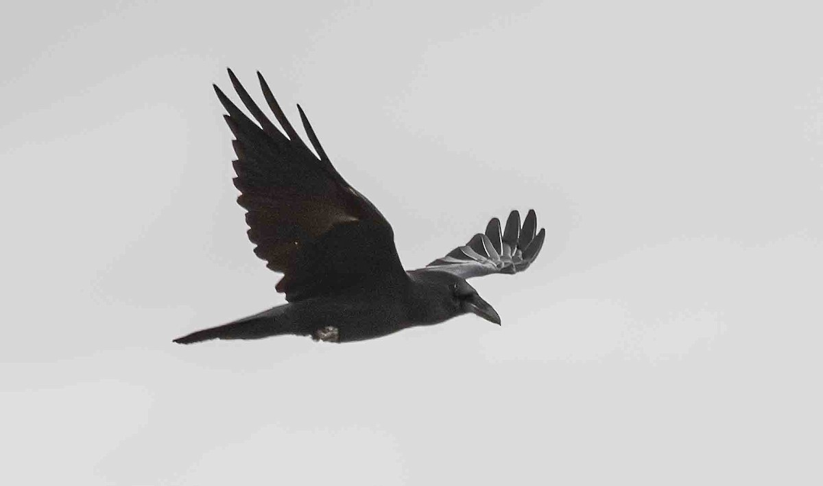 Grand Corbeau - ML644230591