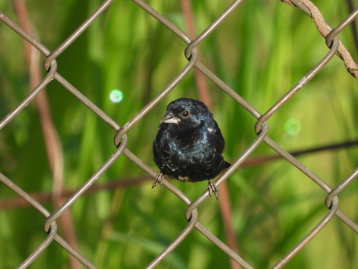 Якарина - ML644230592