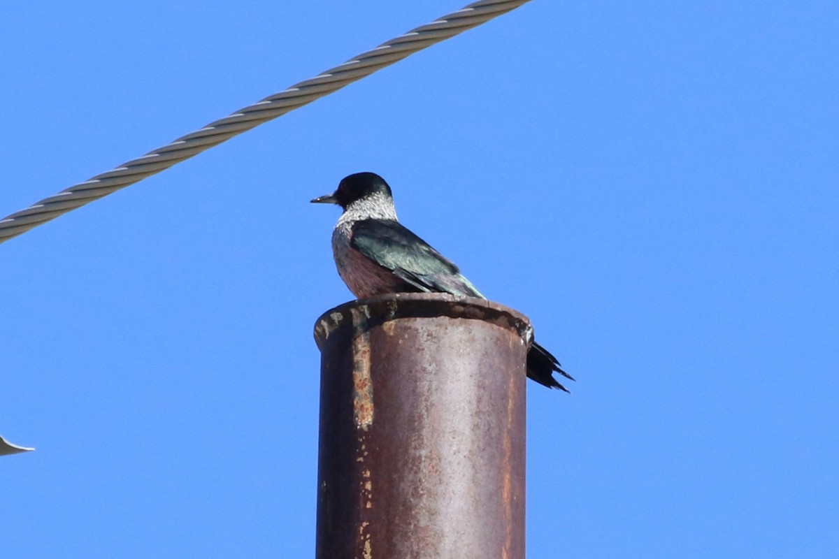 Lewis's Woodpecker - ML644230614