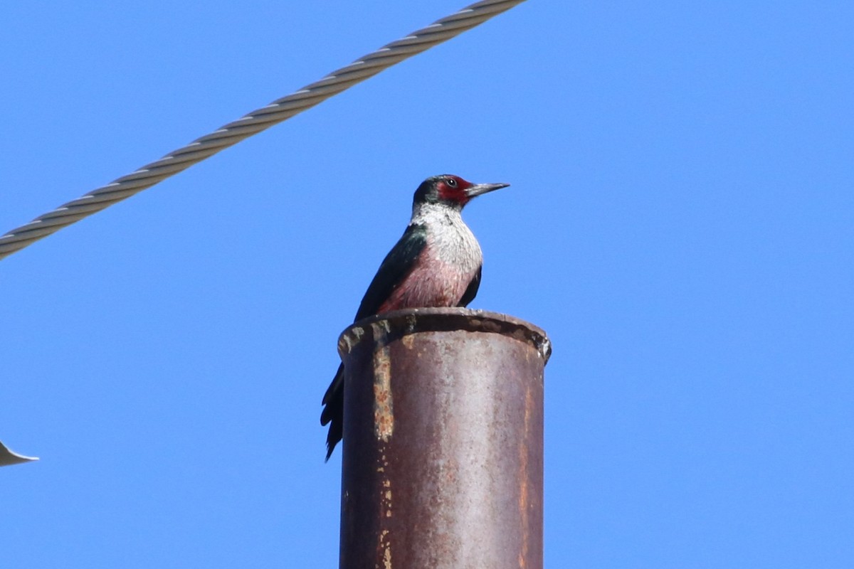 Lewis's Woodpecker - ML644230615