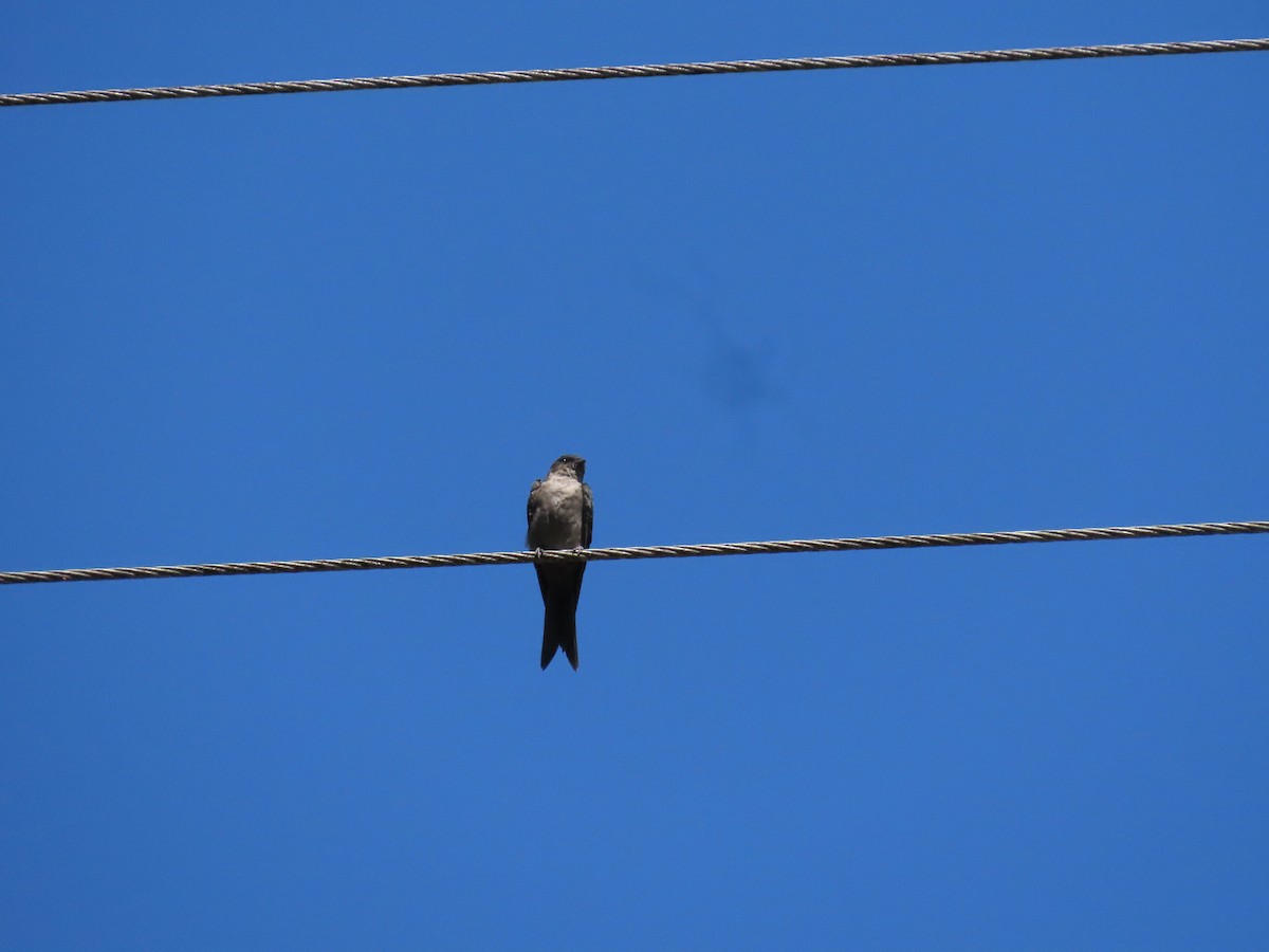 White-thighed Swallow - ML644230625