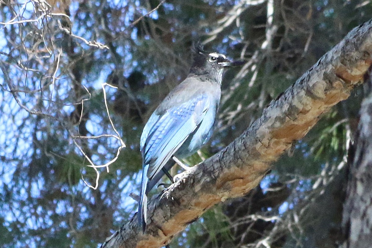 Steller's Jay - ML644230627