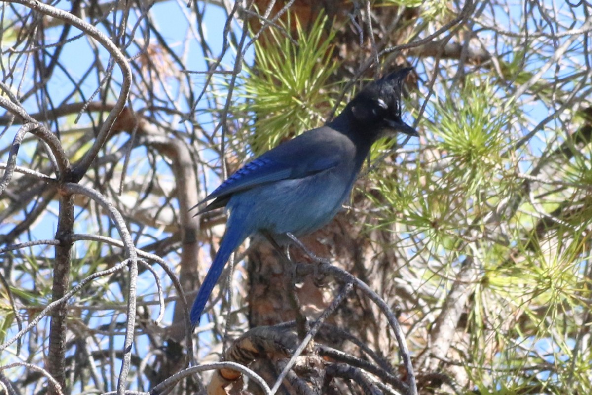 Steller's Jay - ML644230628
