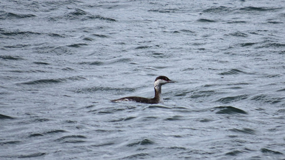 potápka žlutorohá - ML644230629