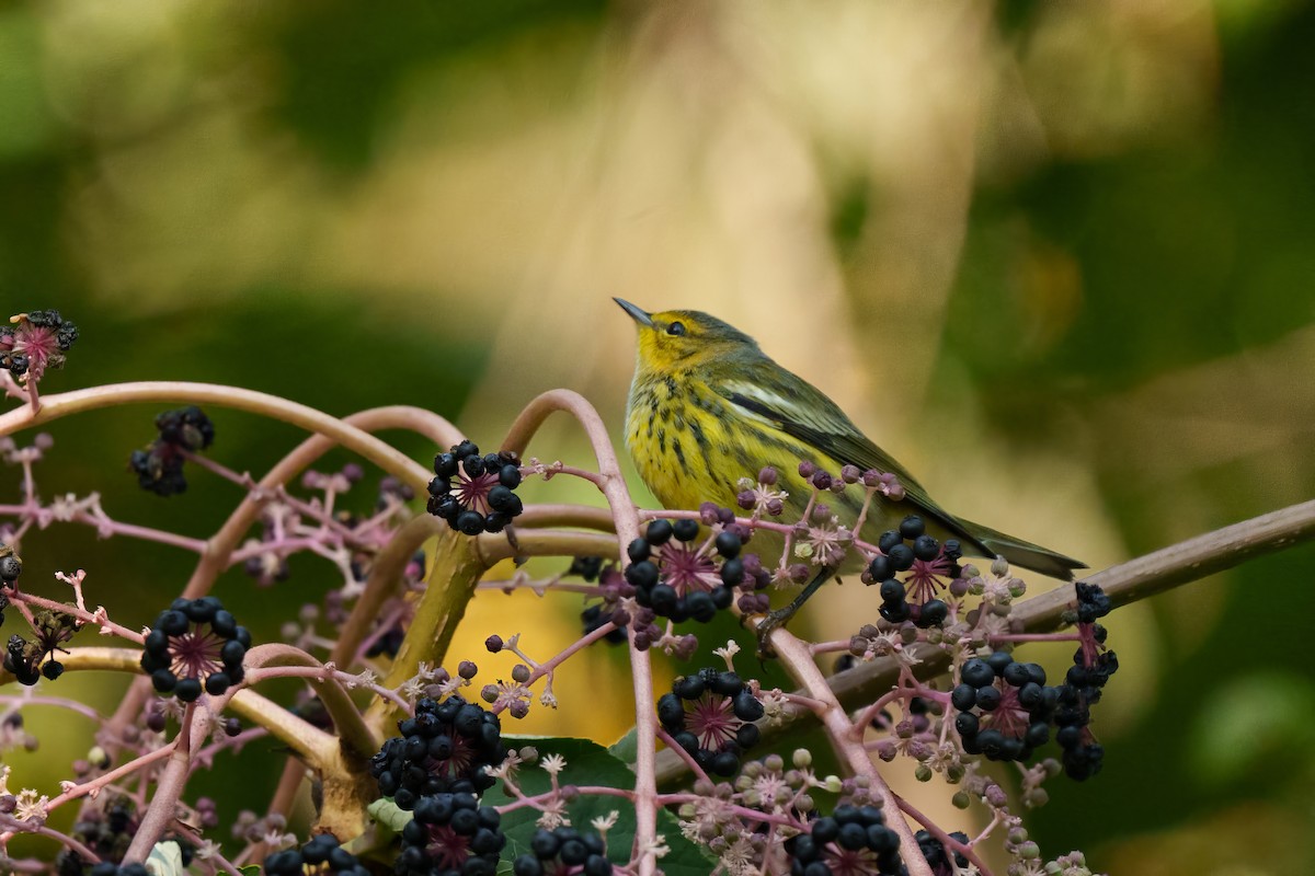 Тигровая древесница - ML644230635