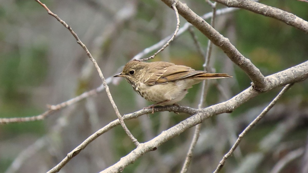 drozd rezavoocasý - ML644230644