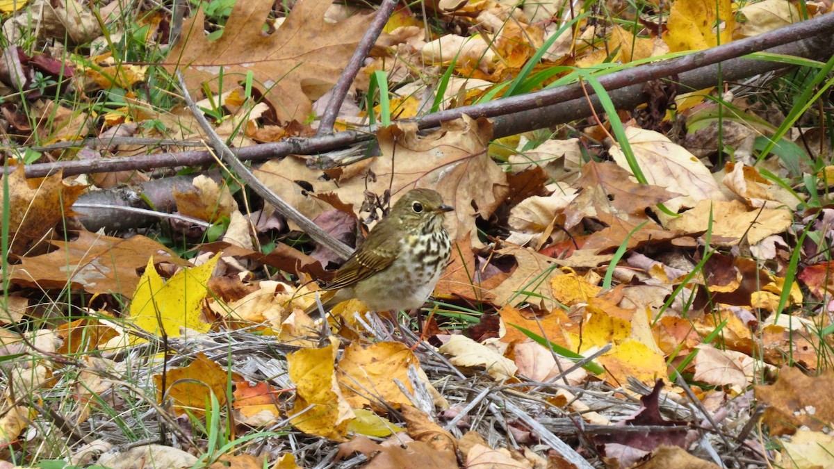 drozd rezavoocasý - ML644230646