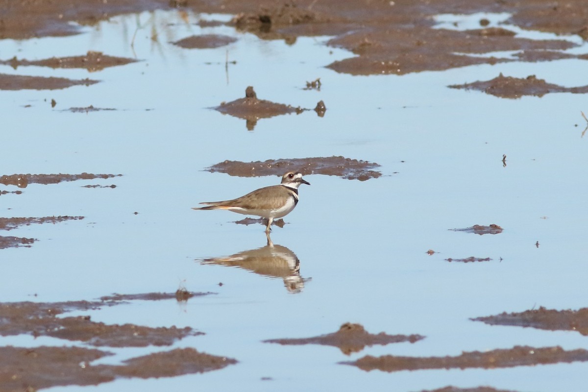 Killdeer - ML644230651