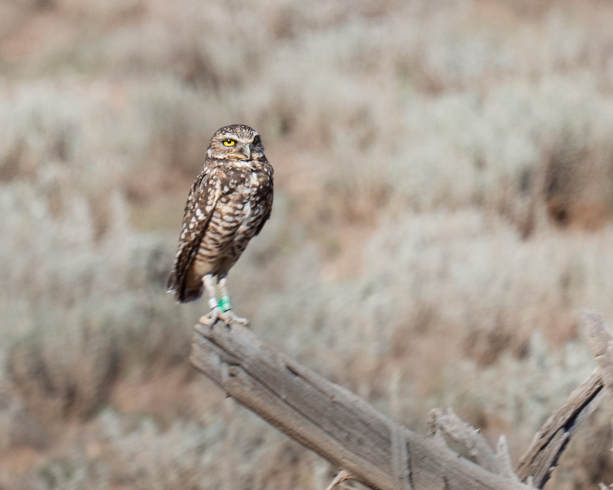 Burrowing Owl - ML644230688
