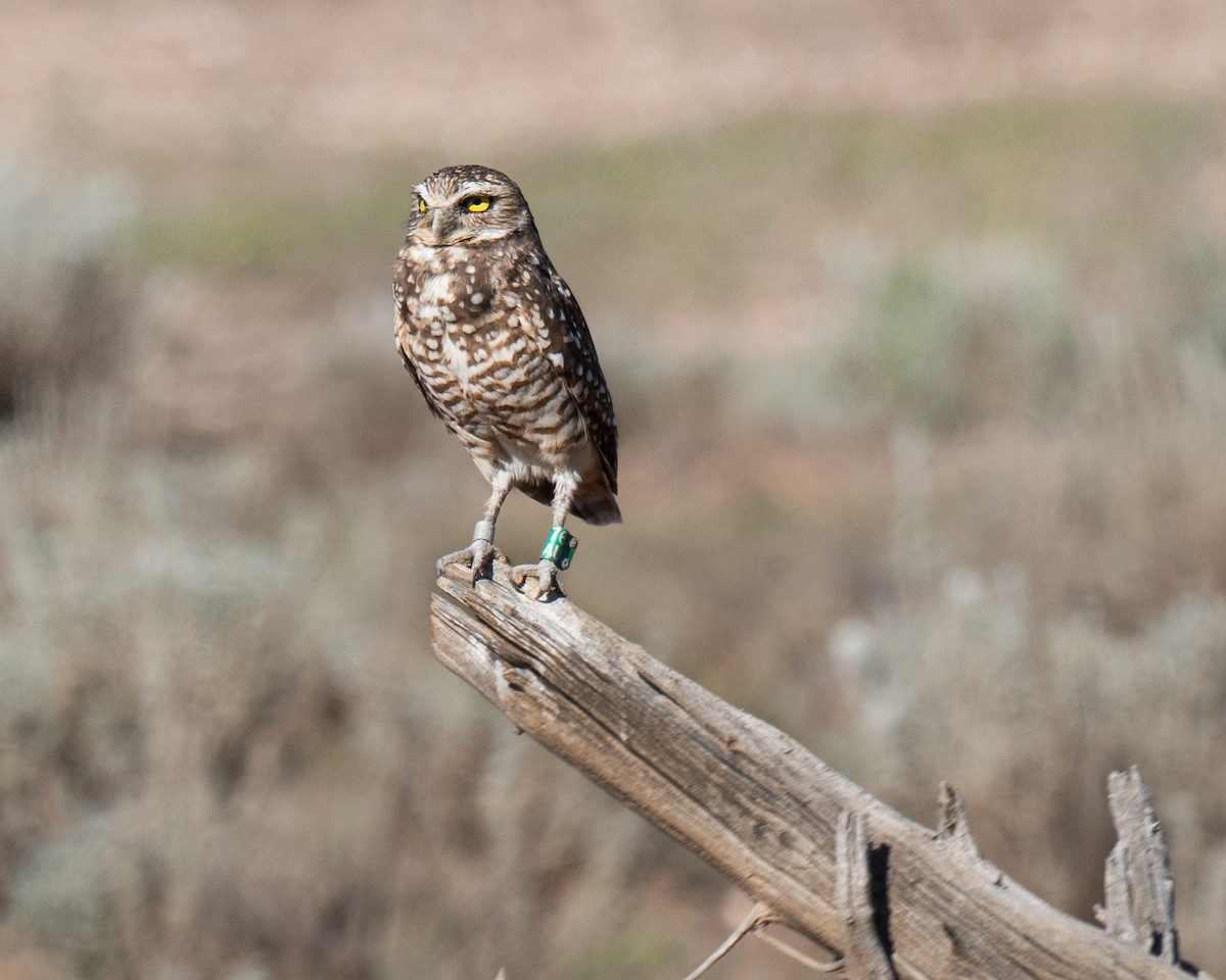 Burrowing Owl - ML644230689