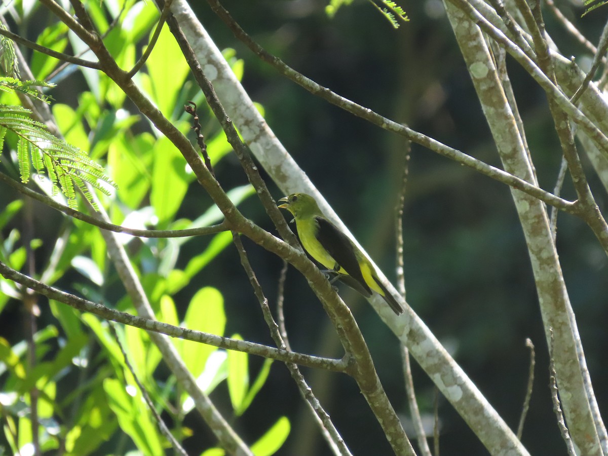 Scarlet Tanager - ML644230692