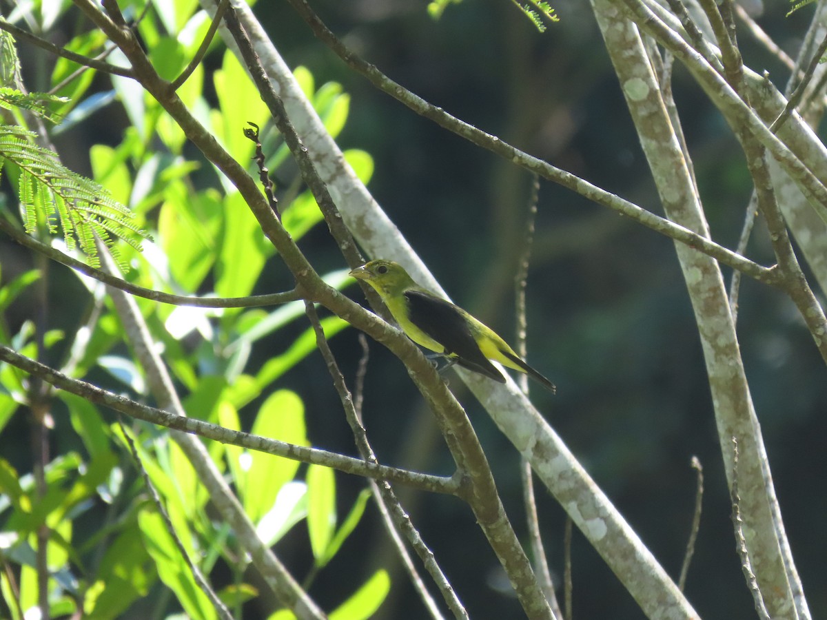 Scarlet Tanager - ML644230693