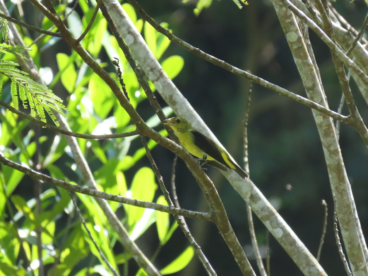 Scarlet Tanager - ML644230694