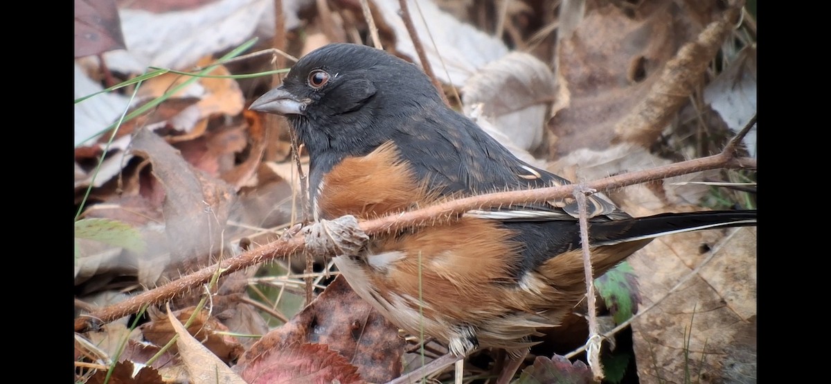 Eastern Towhee - ML644230712