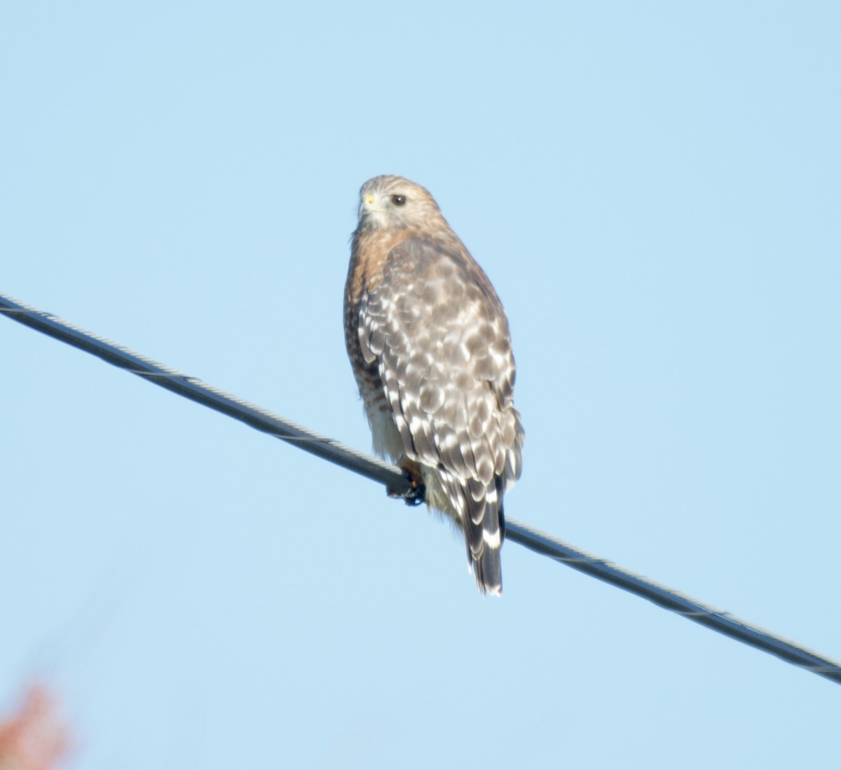 Red-shouldered Hawk - ML644230714