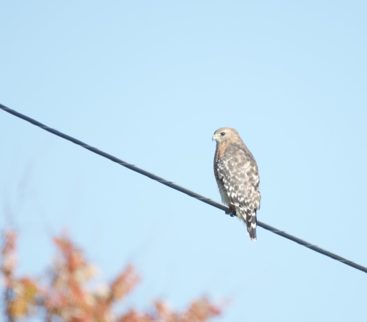 Red-shouldered Hawk - ML644230715