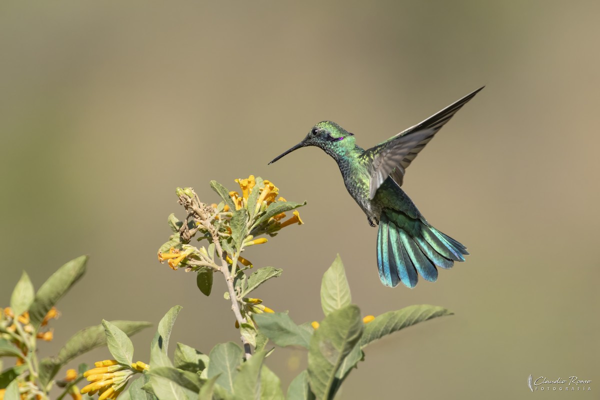 シロハラハチドリ - ML644230717