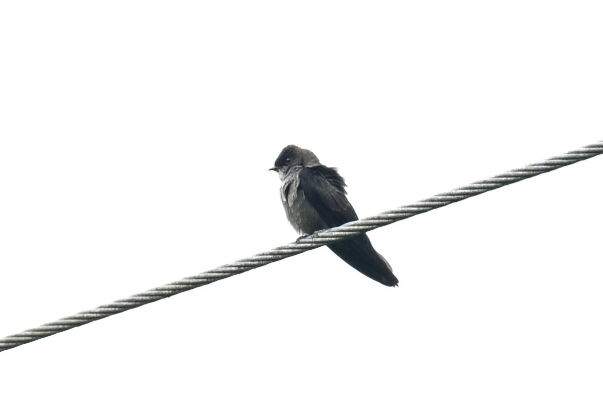 White-thighed Swallow - ML644230719