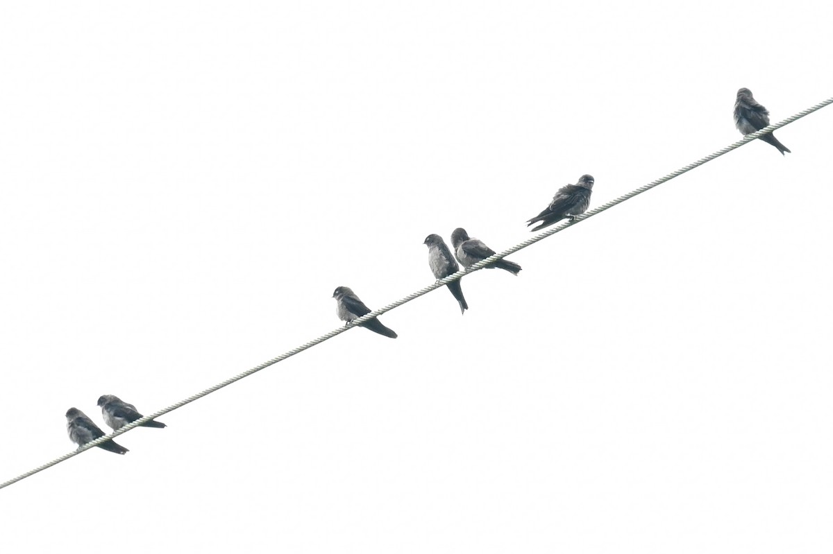 White-thighed Swallow - ML644230720