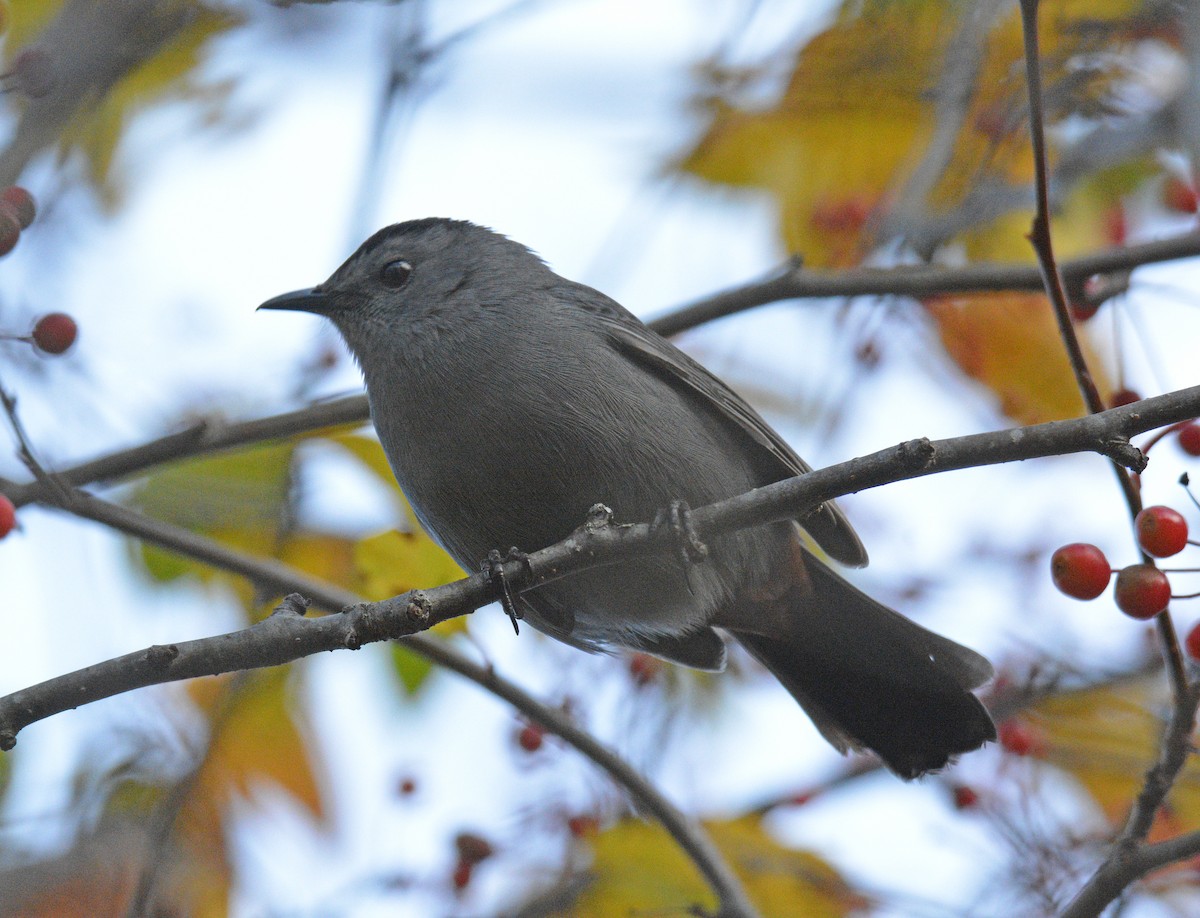 Gray Catbird - ML644230722