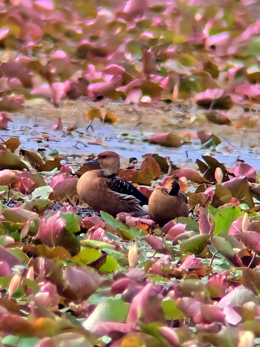 Suirirí Bicolor - ML644230744