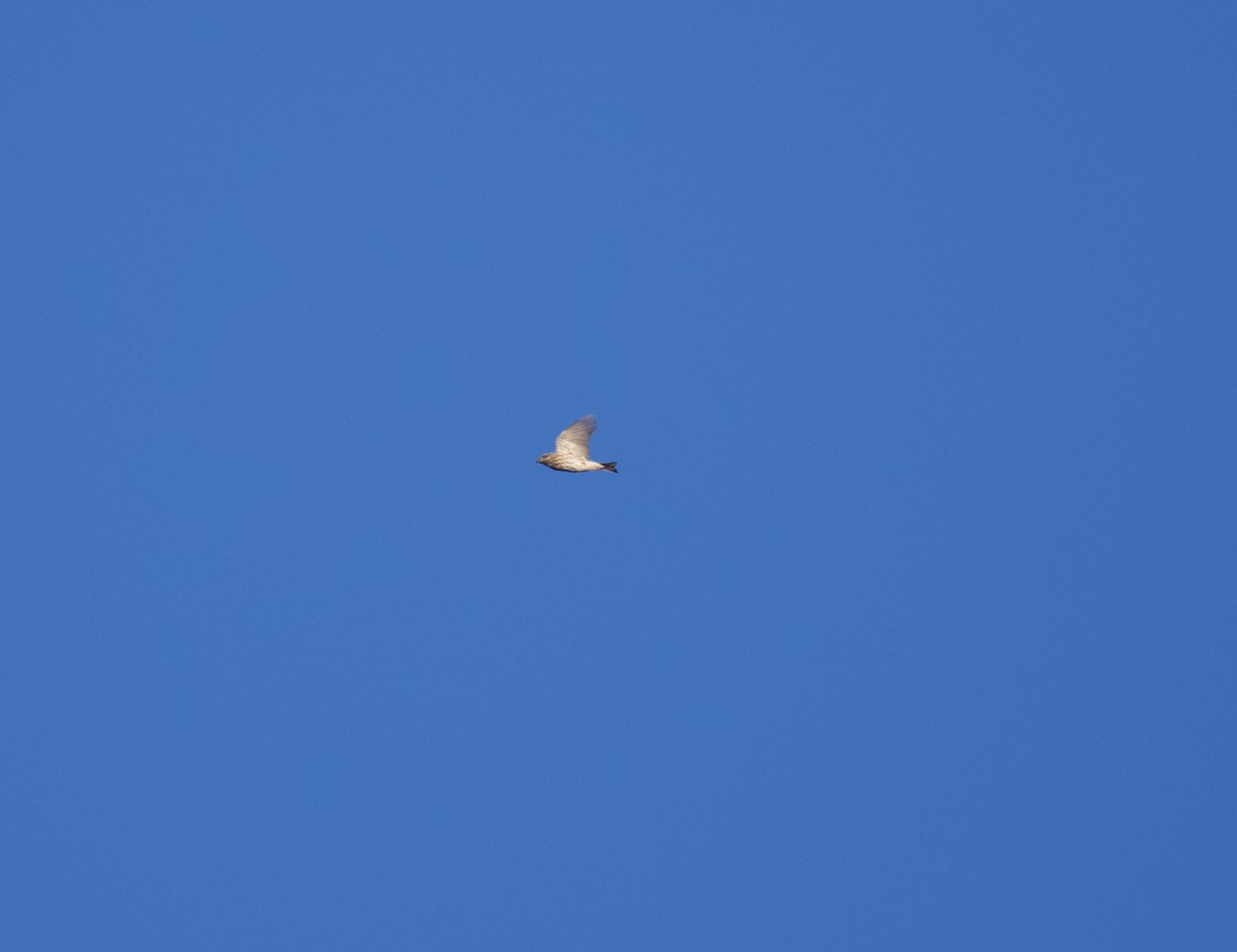 Purple Finch - ML644230765