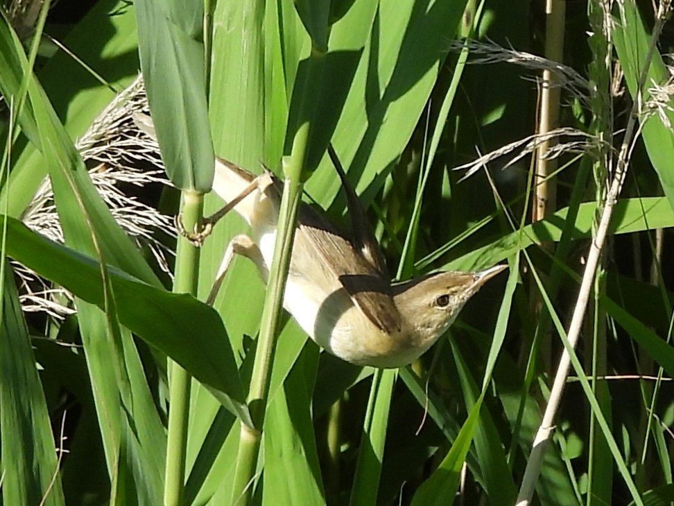 Rousserolle effarvatte - ML644230775