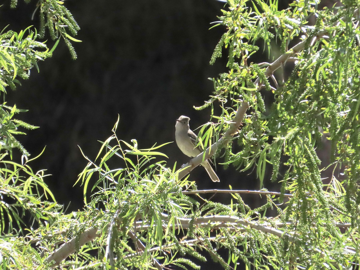 シラギクタイランチョウ - ML644230779
