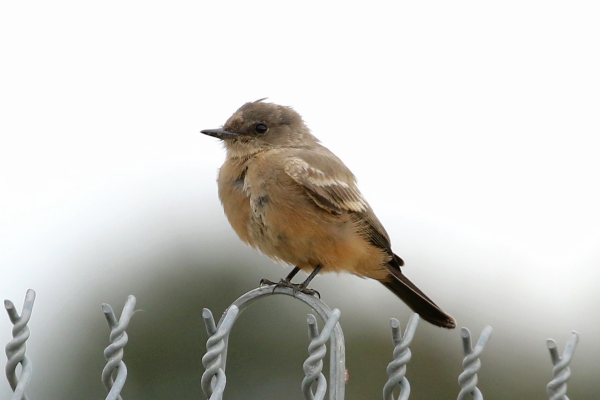 Say's Phoebe - ML644230825