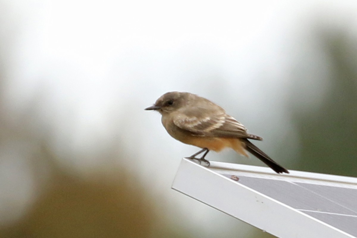 Say's Phoebe - ML644230826